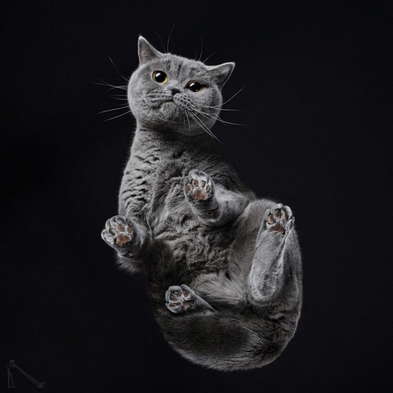 Кошки на стеклянном столе