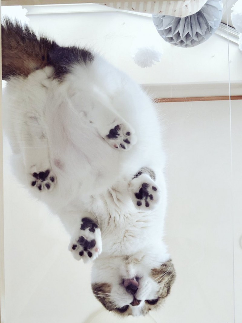 Кот на стекле вид снизу