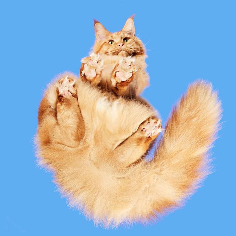 Кот через стекло