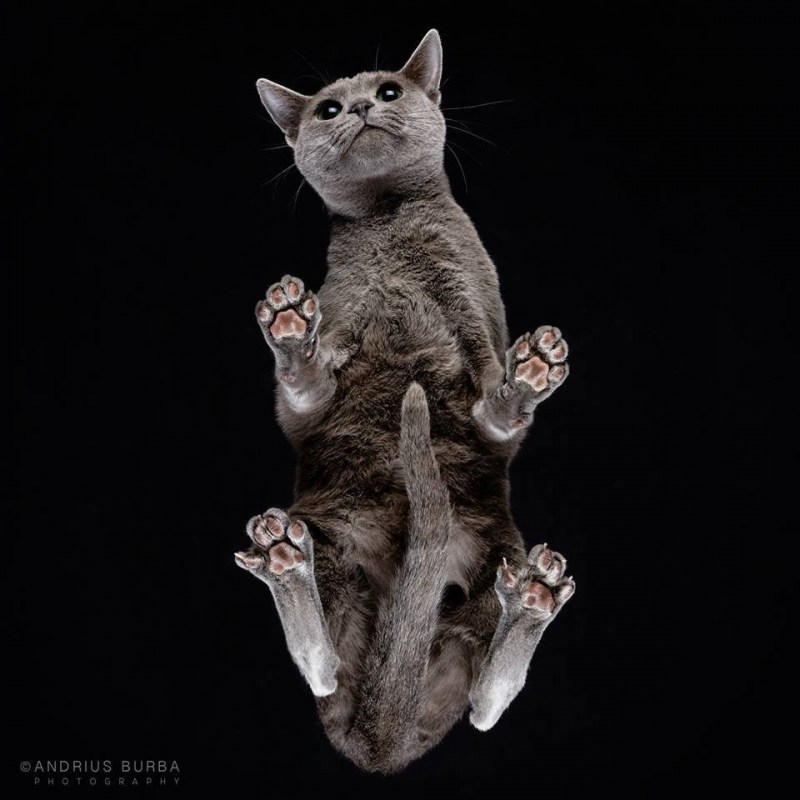 Котики на стеклянном столе