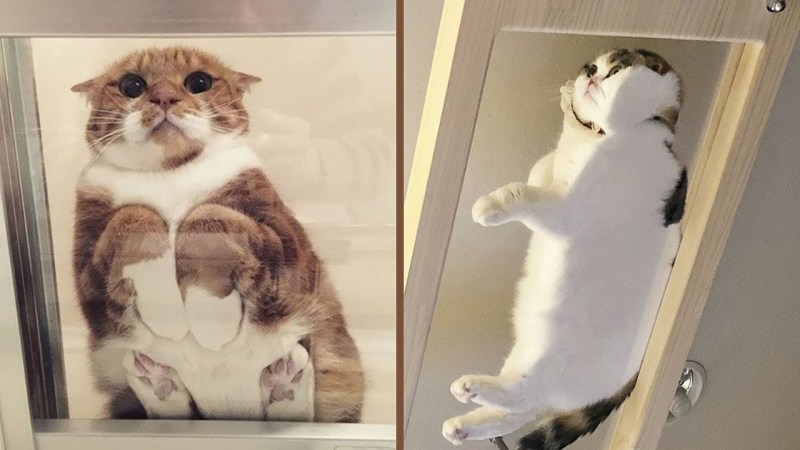 Кот на стеклянном столе