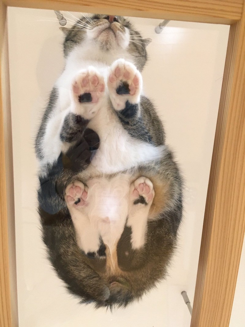 Кошачий фотограф Андриус Бурба