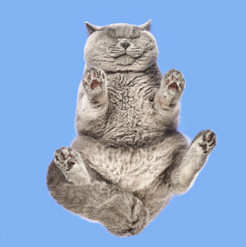 Котик снизу