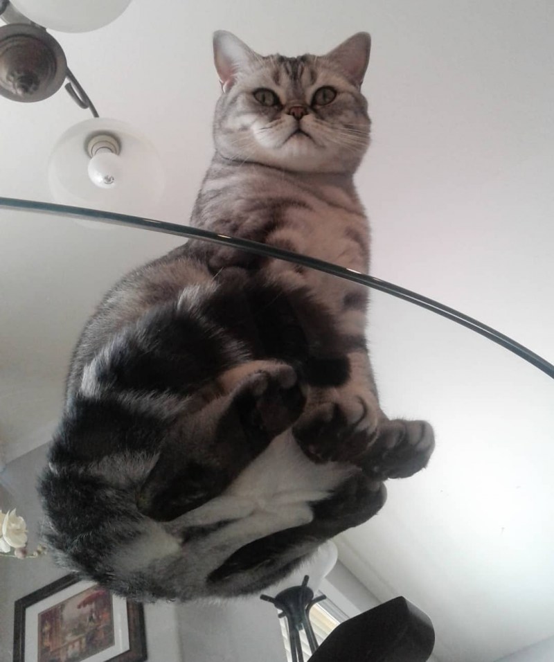 Милые котики с лапками