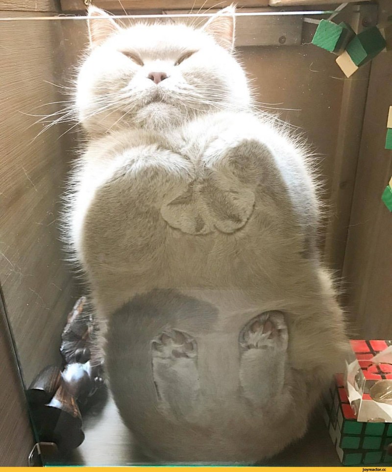 Котик снизу