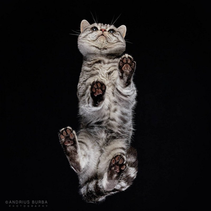 Котики на стеклянном столе