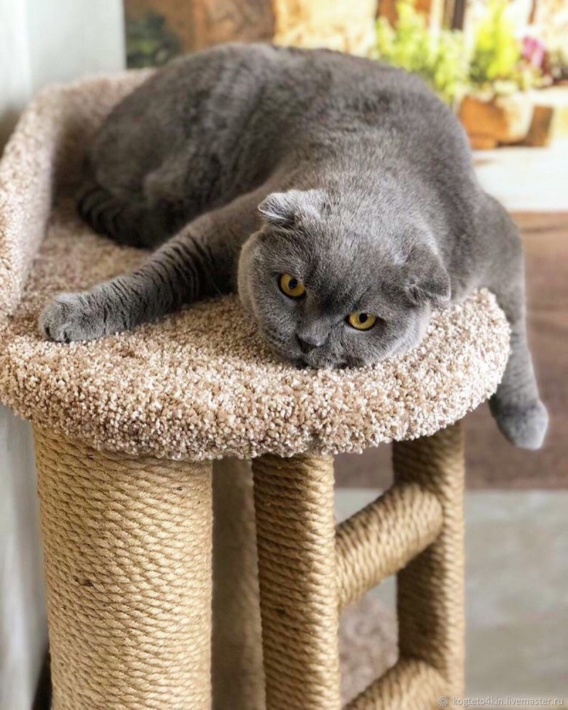 Домик для котика