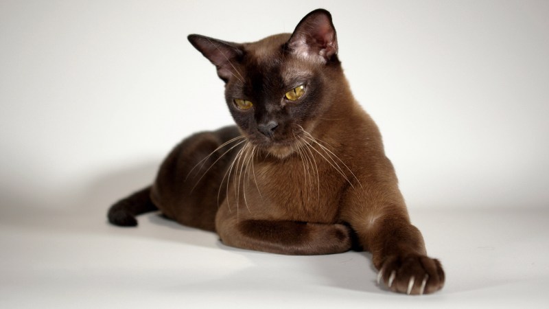 Бурманская кошка котята