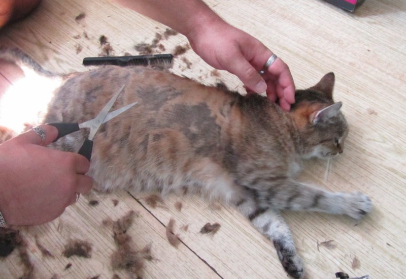 Ножницы для стрижки кошек