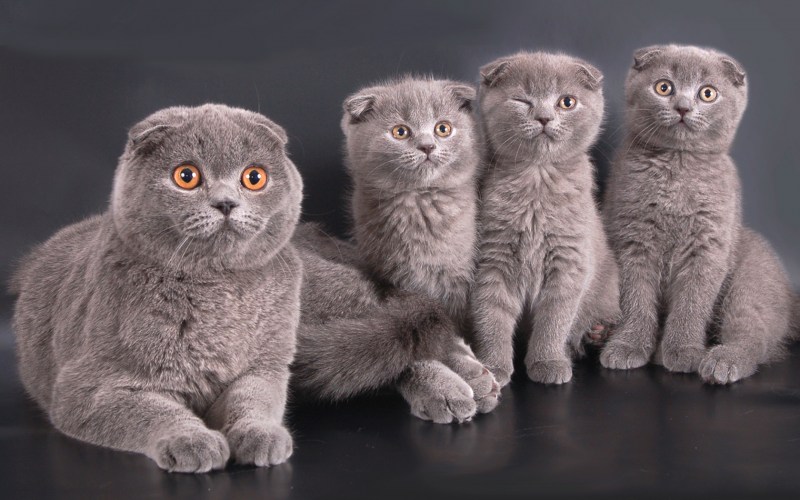 Скоттиш фолд