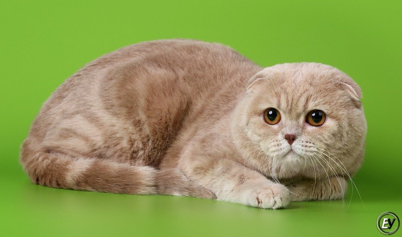 Скоттиш фолд уши