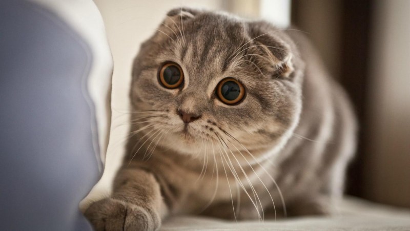 Шотландская вислоухая кошка