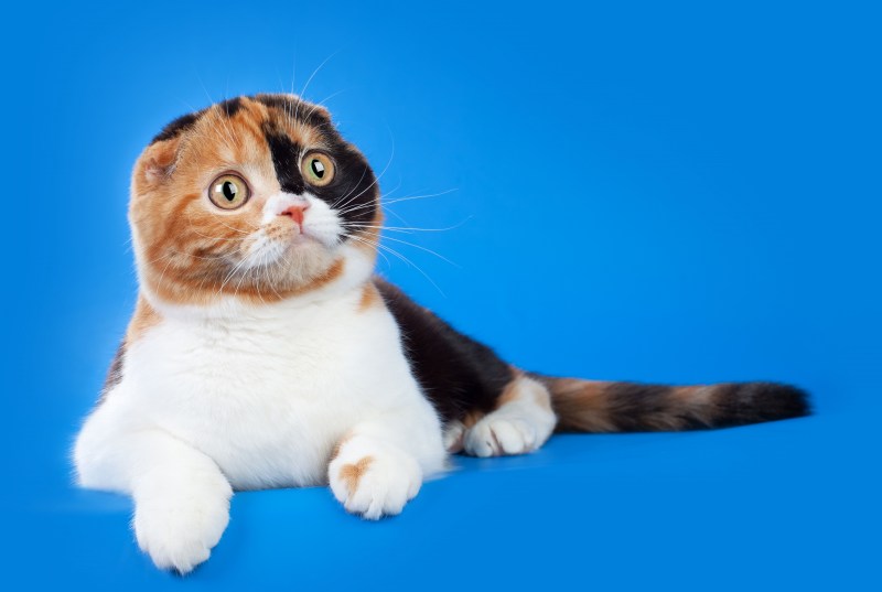 Шотландская вислоухая кошка фолд