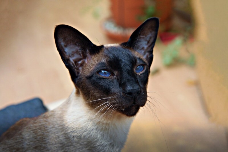 Сиамские коты ориенталы