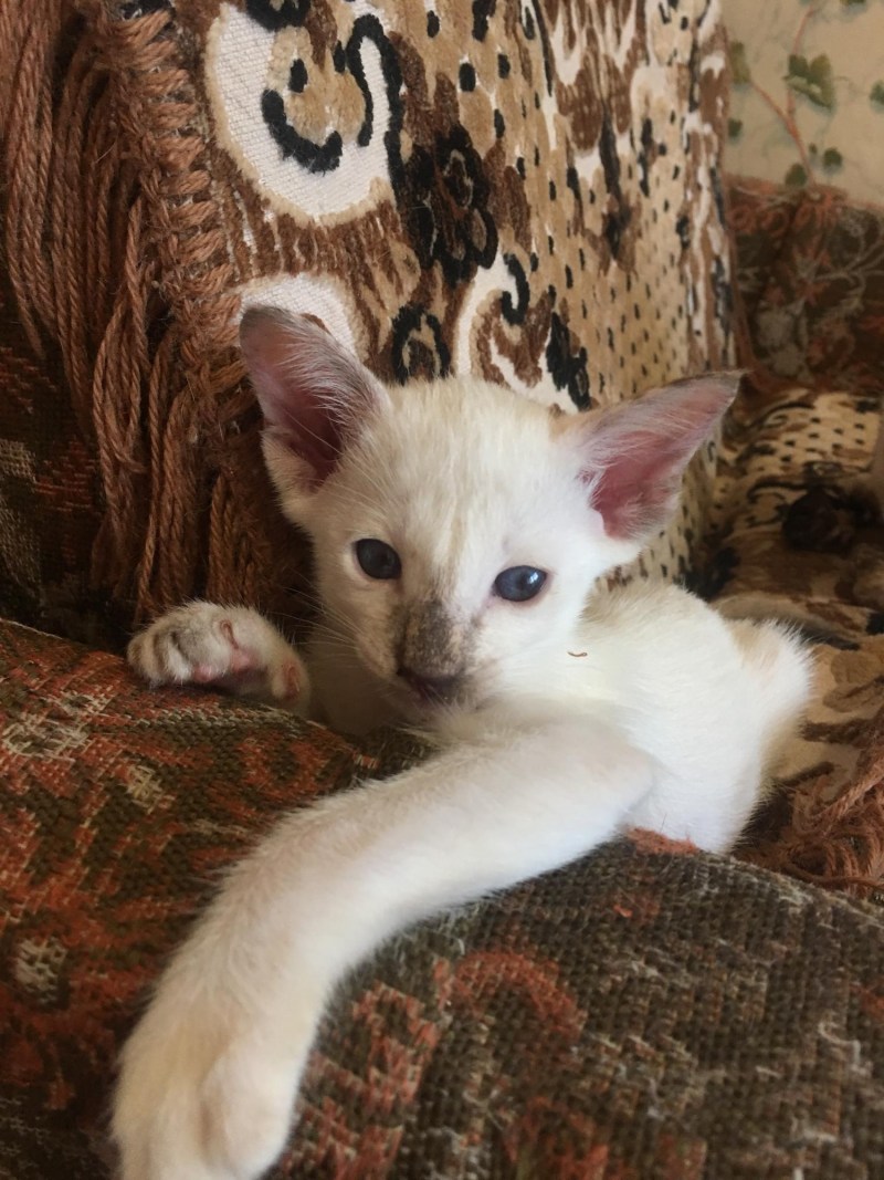 Ориентальные котята