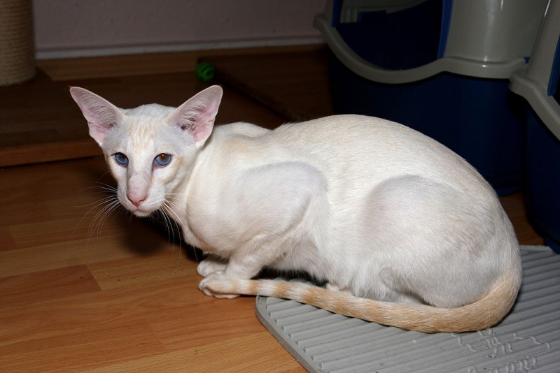 Балинезийская кошка короткошерстная