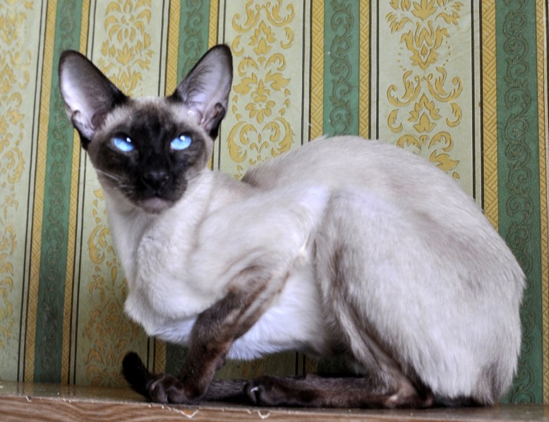 Сиамский кот