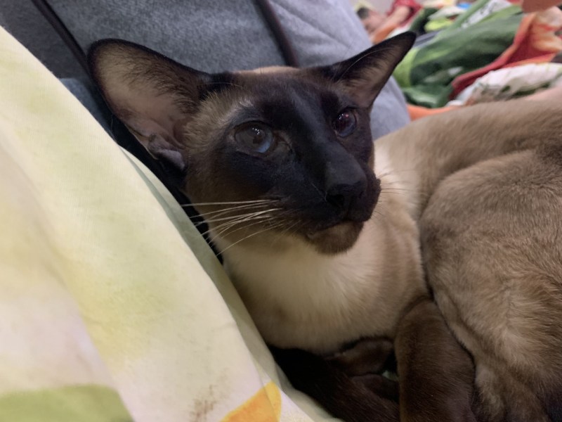 Сиамская кошка