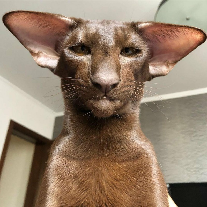 Коты с большими ушами и вытянутой мордой
