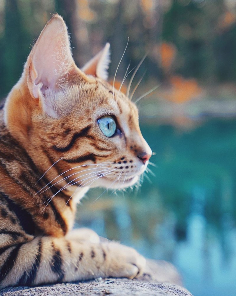 Бенгальская кошка