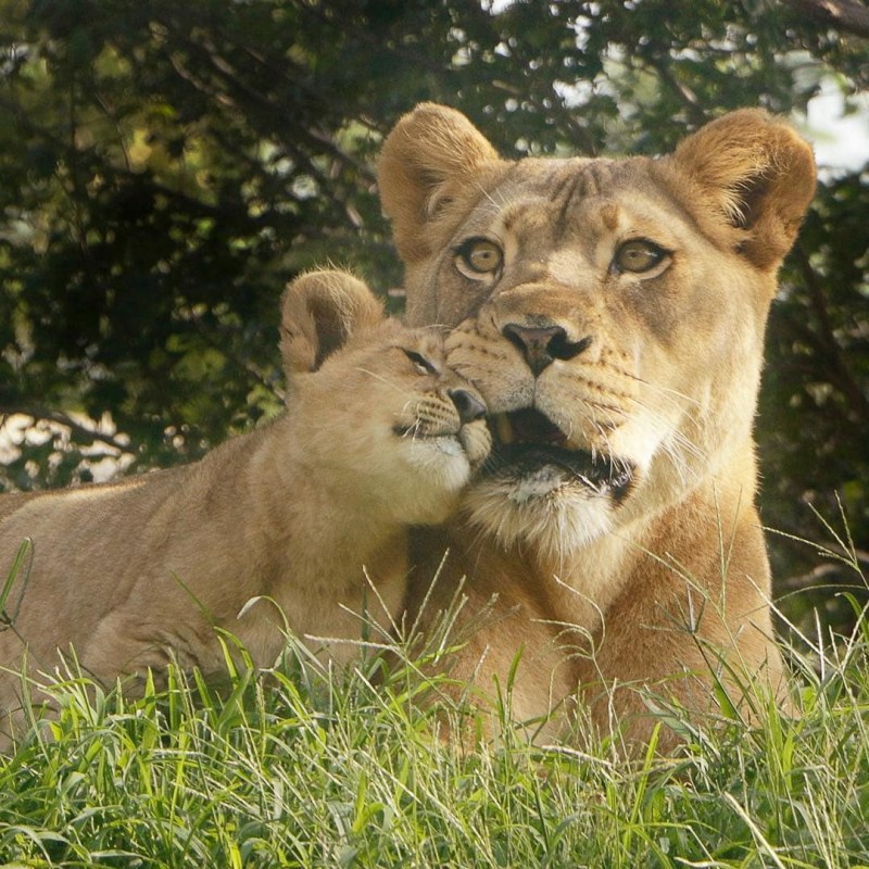 Король Лев Бахати