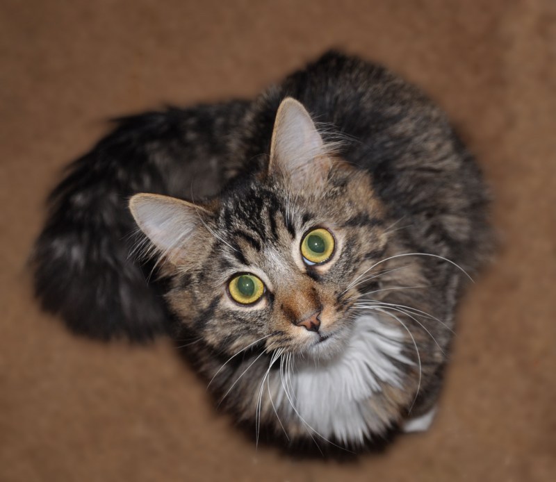 Норвежская Лесная кошка короткошерстная