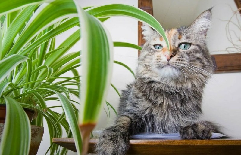 Кошки и комнатные растения