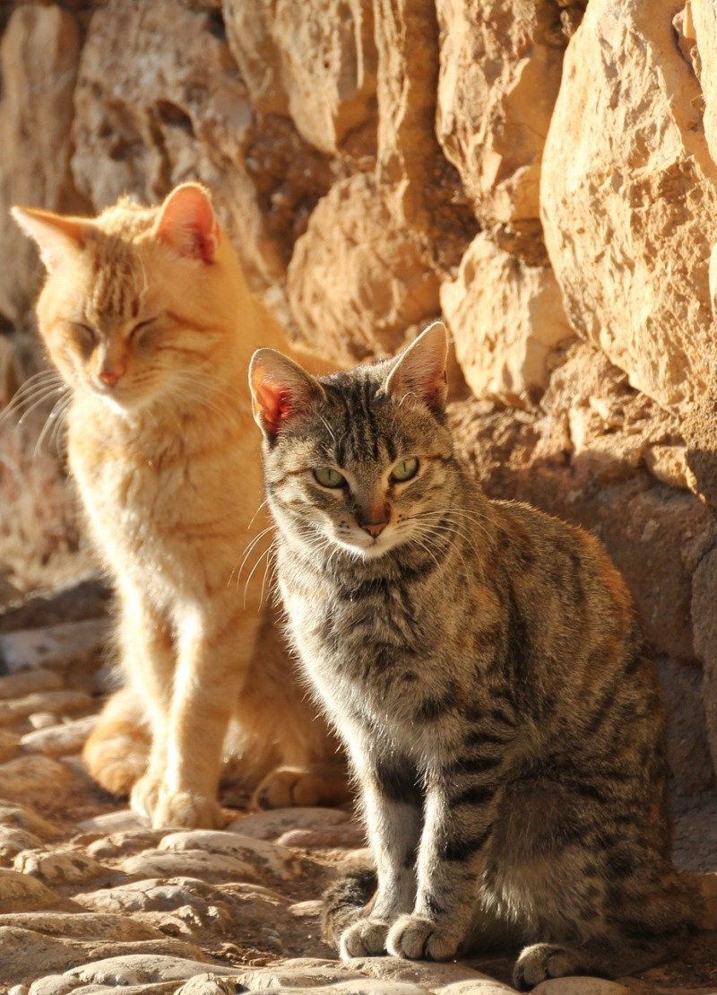 Домашние кошки