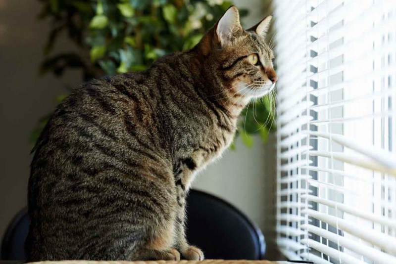 Полосатые коты