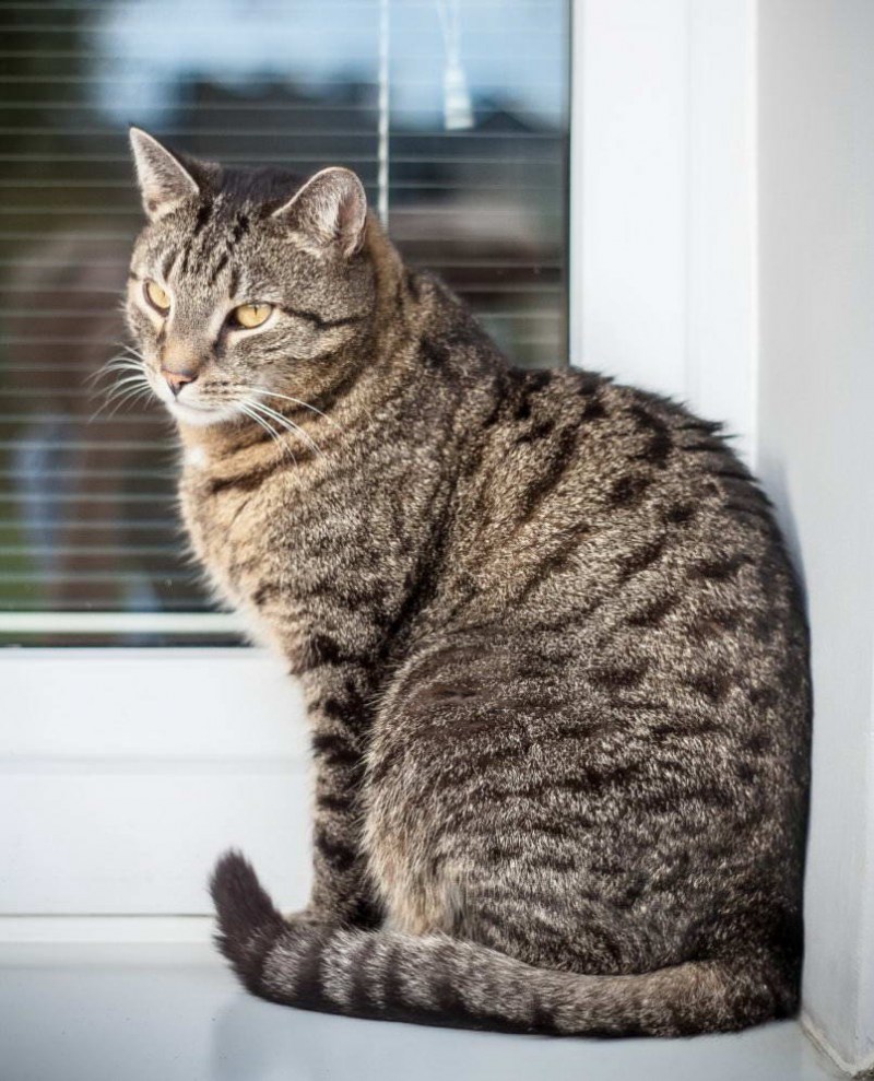 Европейская короткошерстная кошка