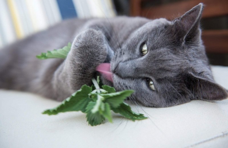 Кошачья мята семена