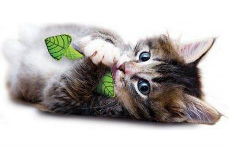 Игрушка для кошек Dental мятный листик