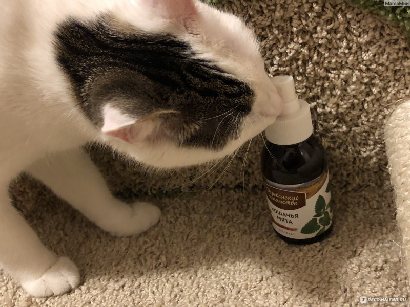Catnip Кошачья мята