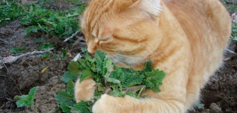 Кошачья мята и коты