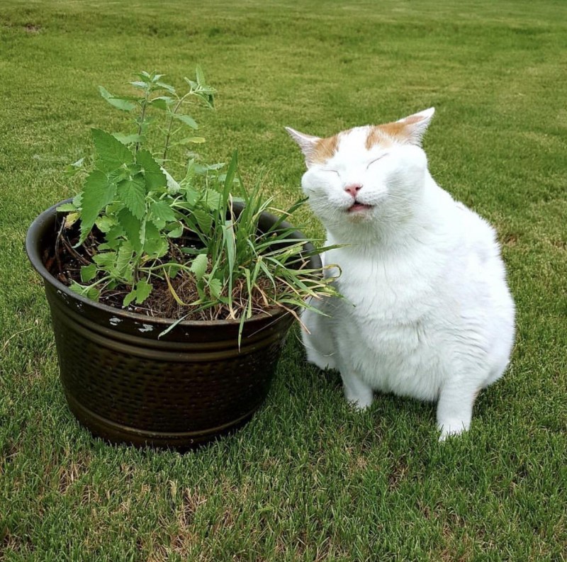 Кот и Кошачья мята