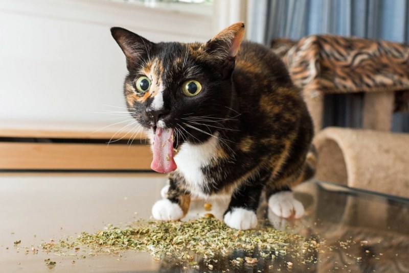 Котовник кошачий (Nepeta cataria)