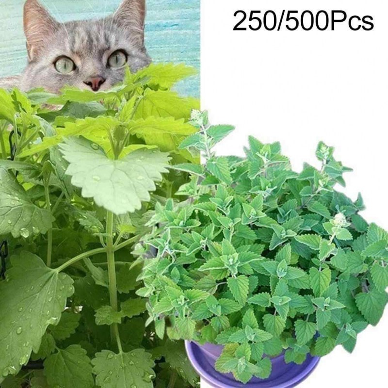 Кошачья мята Мем
