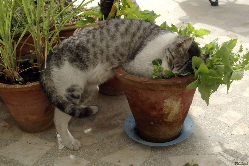 Кошачья мята куст