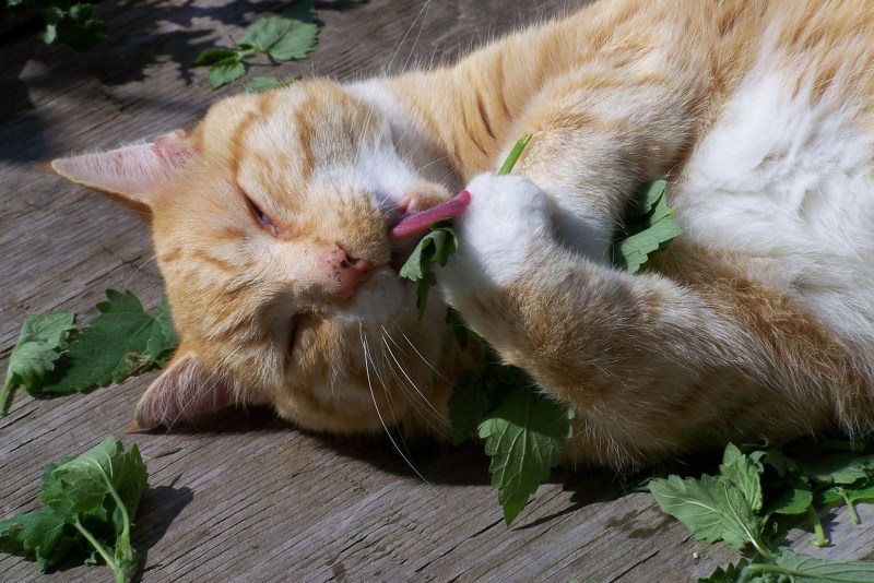 Котовник кошачий