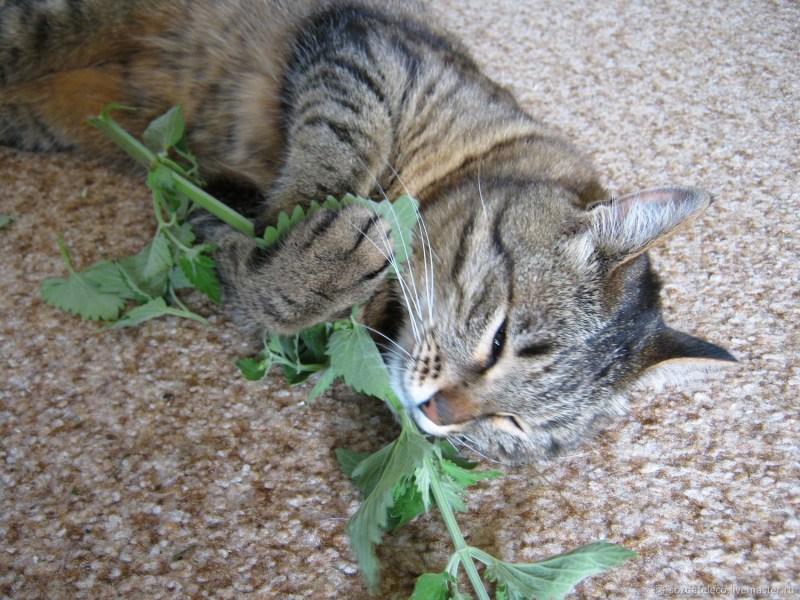 Котовник Кошачья мята