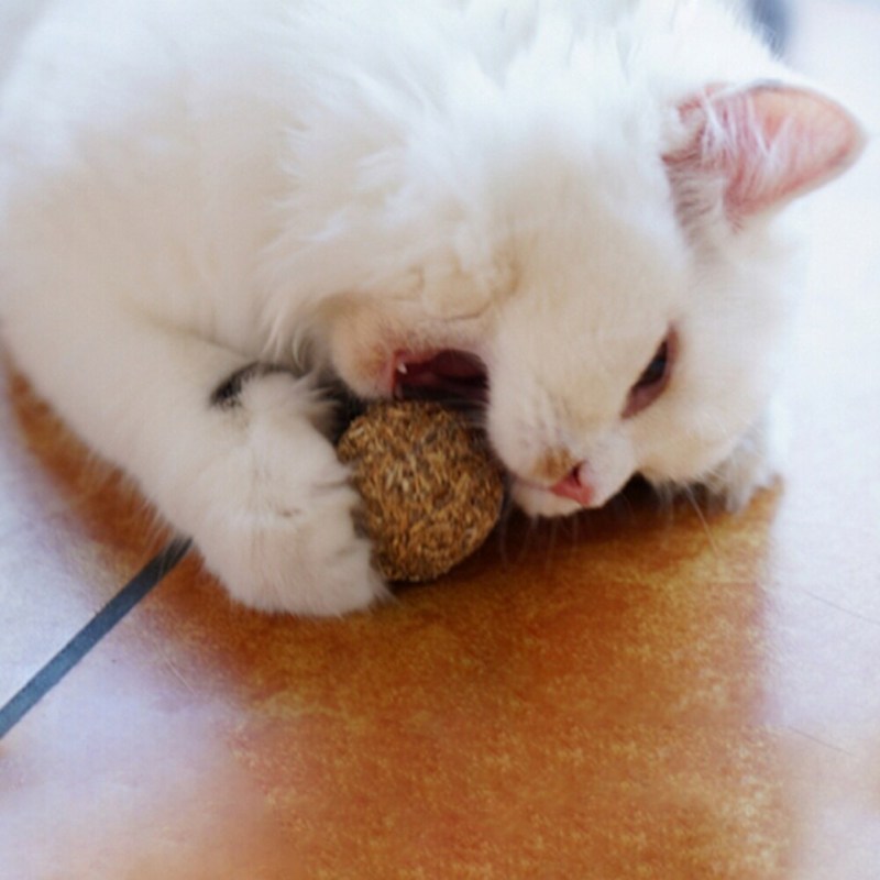 Шрек кот Кошачья мята