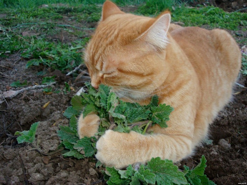 Котик с кошачьей мятой
