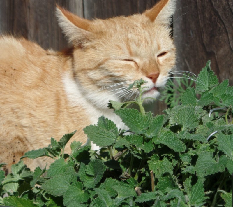 Котовник Кошачья мята и коты