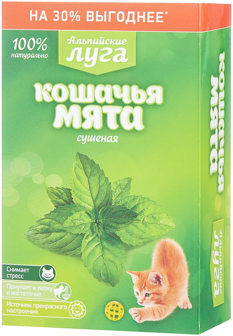 Кошачья мята и коты
