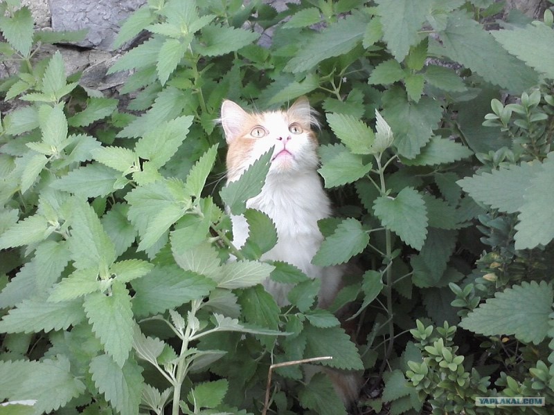 Кот и Кошачья мята
