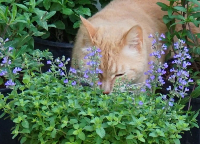 Котовник и коты