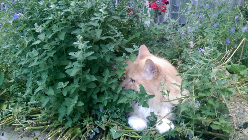Котовник Кошачья мята