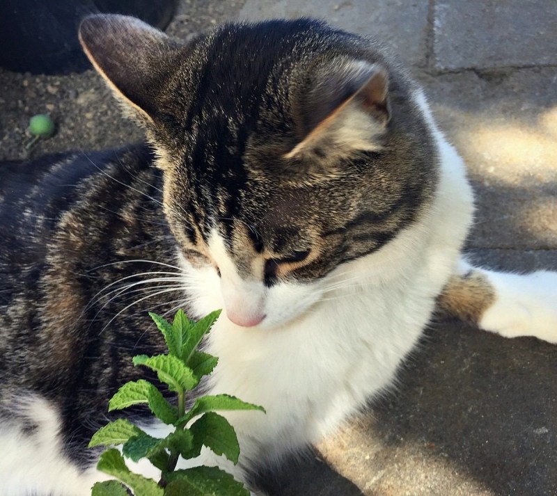 Коты с мятой