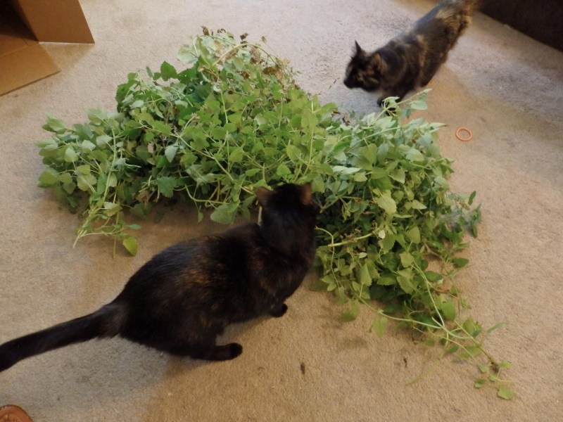 Котовник Кошачья мята