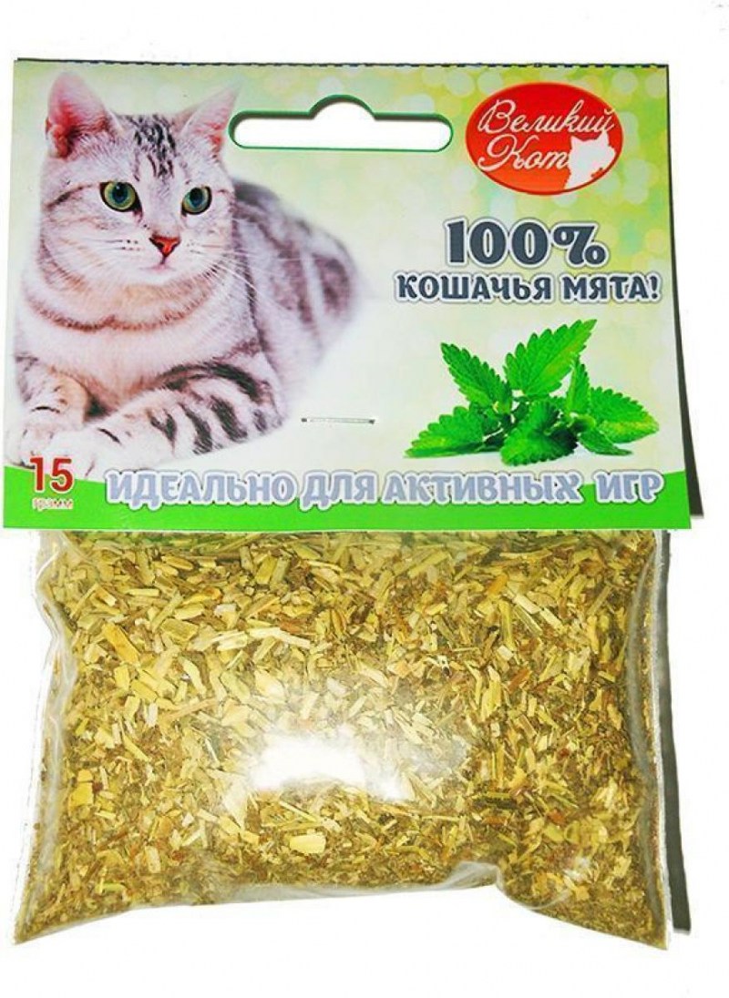 Кошачья мята комнатное растение